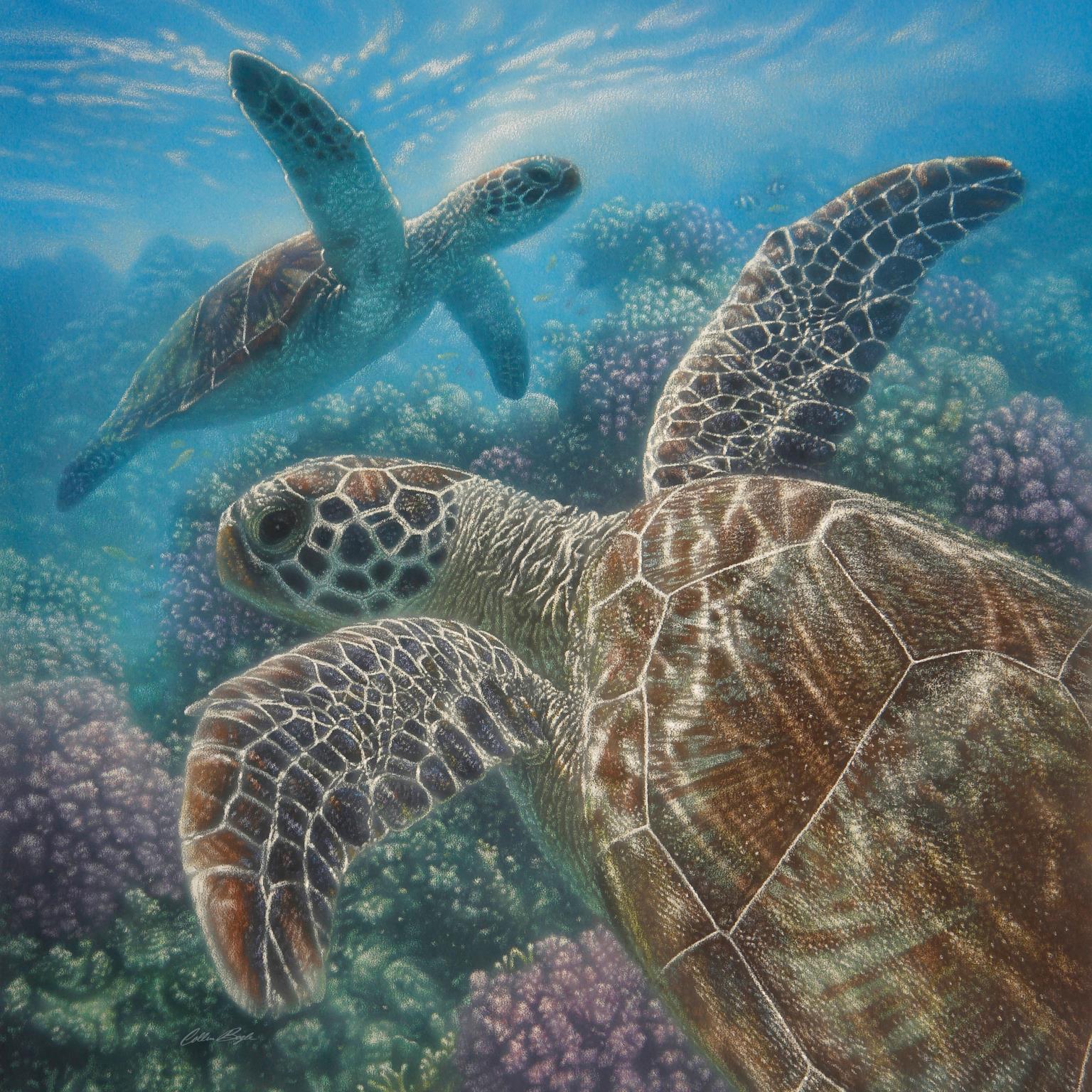 Sea Turtles By Collin Bogle (Framed) Giclee Canvas