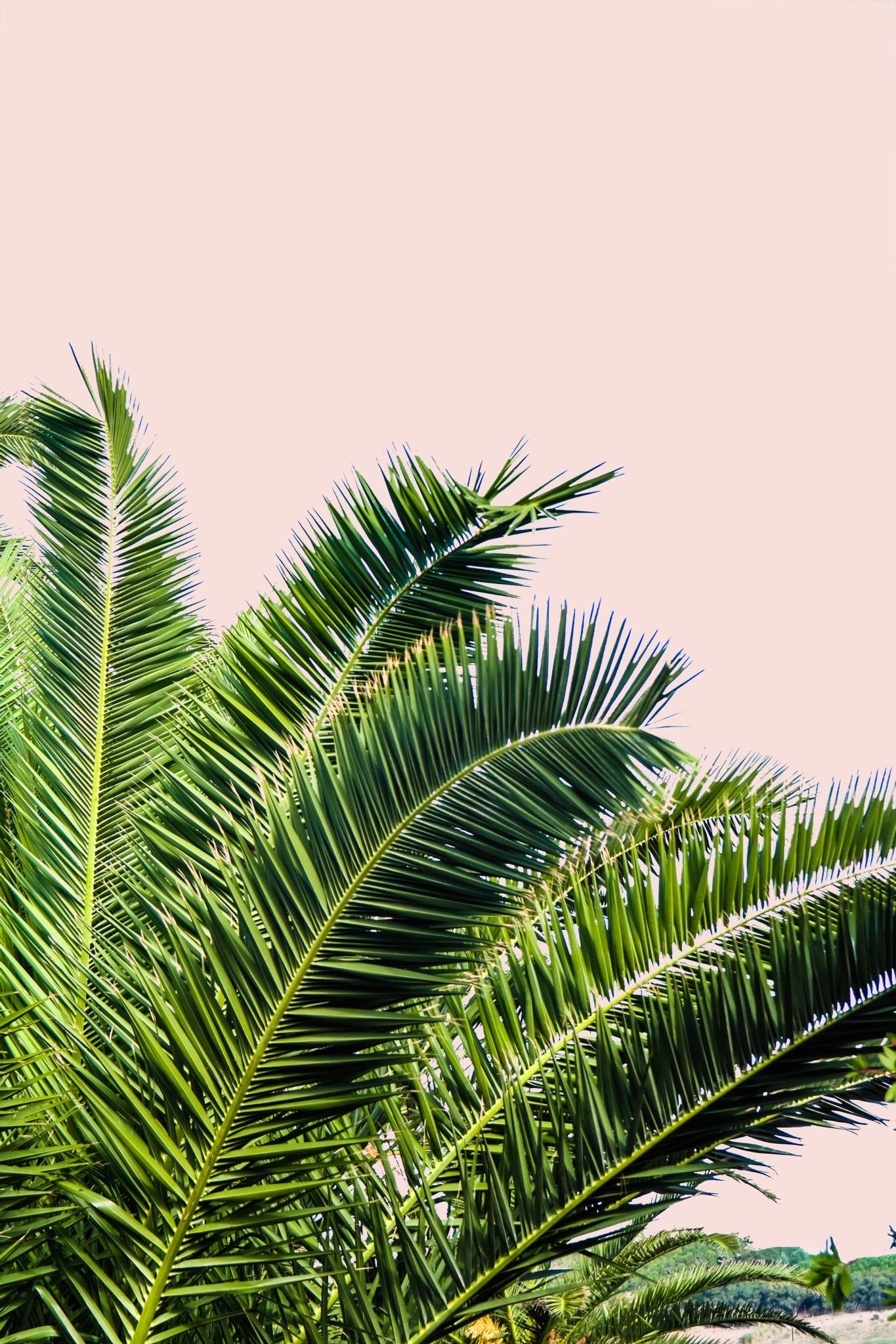 Tropical Leaves On Blush I By Acosta (Framed) Giclee Canvas