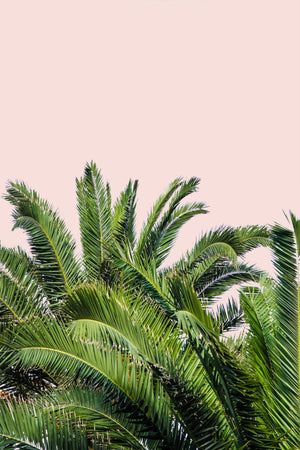 Tropical Leaves On Blush Ii By Acosta (Framed) Giclee Canvas