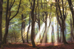 ***Monl*** Majestic Morning By Lars Van De Goor(Framed Small) Giclee Canvas