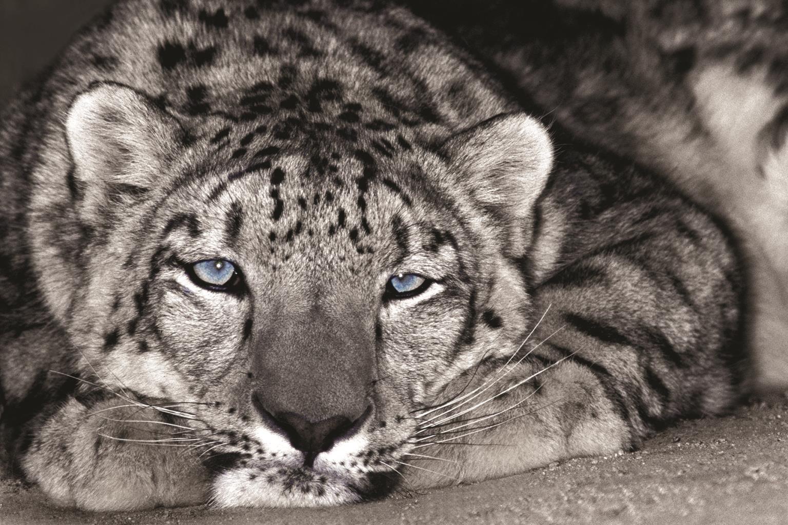 Snow Leopard Sanctuary By D. Welling Giclee Canvas