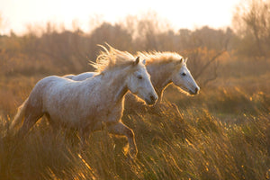 Two Horses Galloping By Jimmy'Z (Framed)(Small) Giclee Canvas