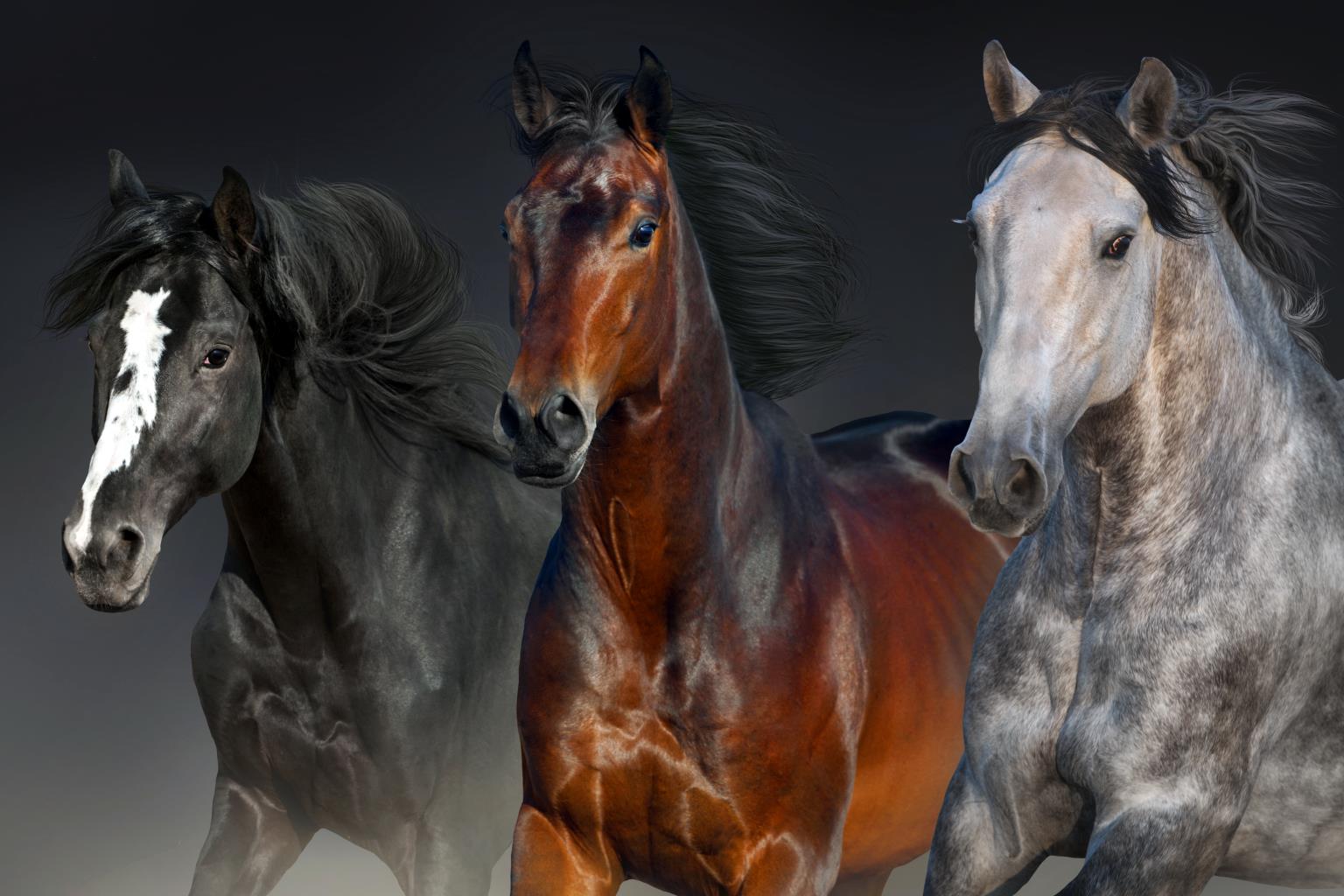 Three Horses (Framed)(Small) Giclee Canvas