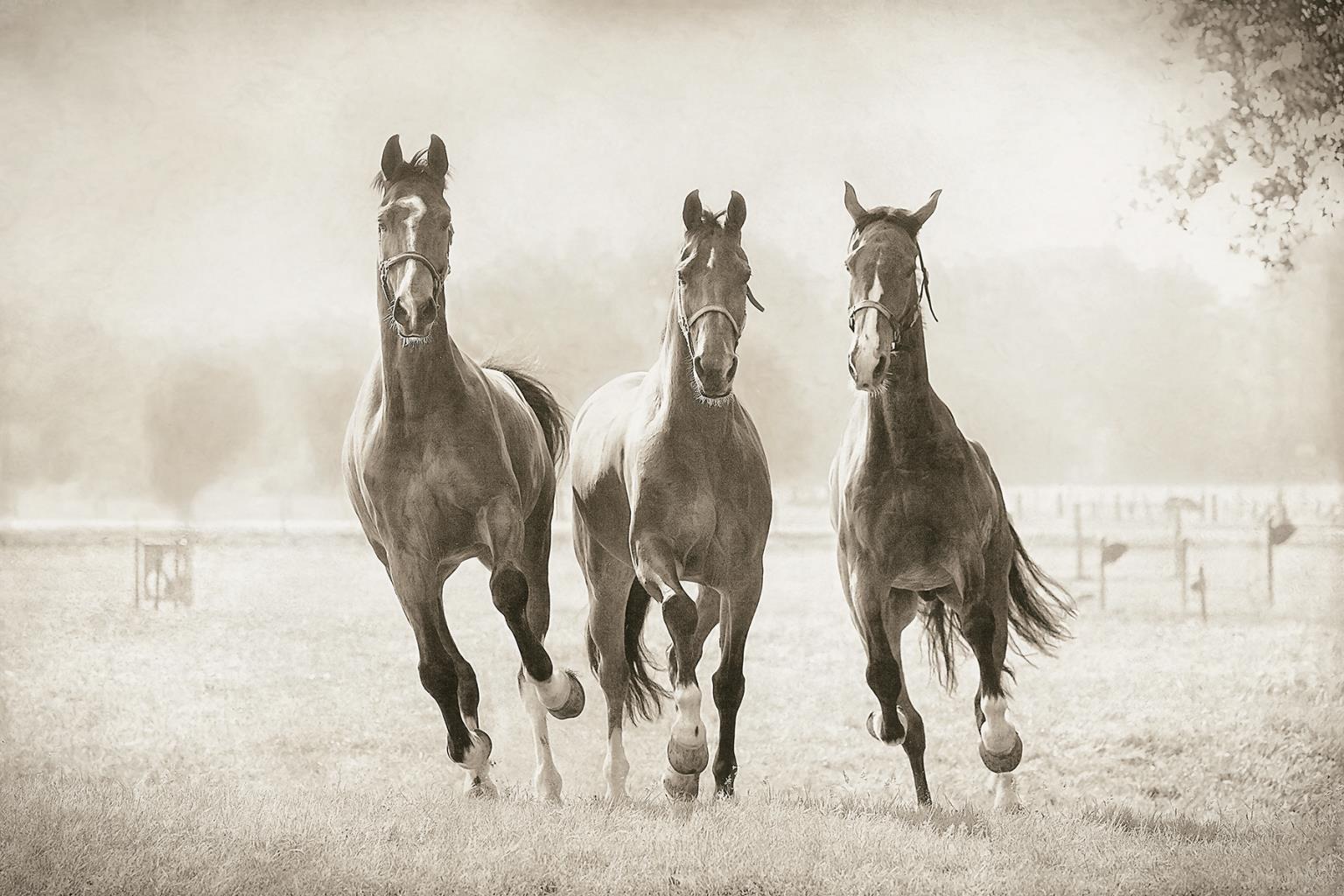 The Young Ones By Lars Van De Goor (Small)(Framed) Giclee Canvas