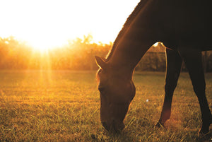 Sunset Grazing I By Donnie Quillen (Small)(Framed) Giclee Canvas