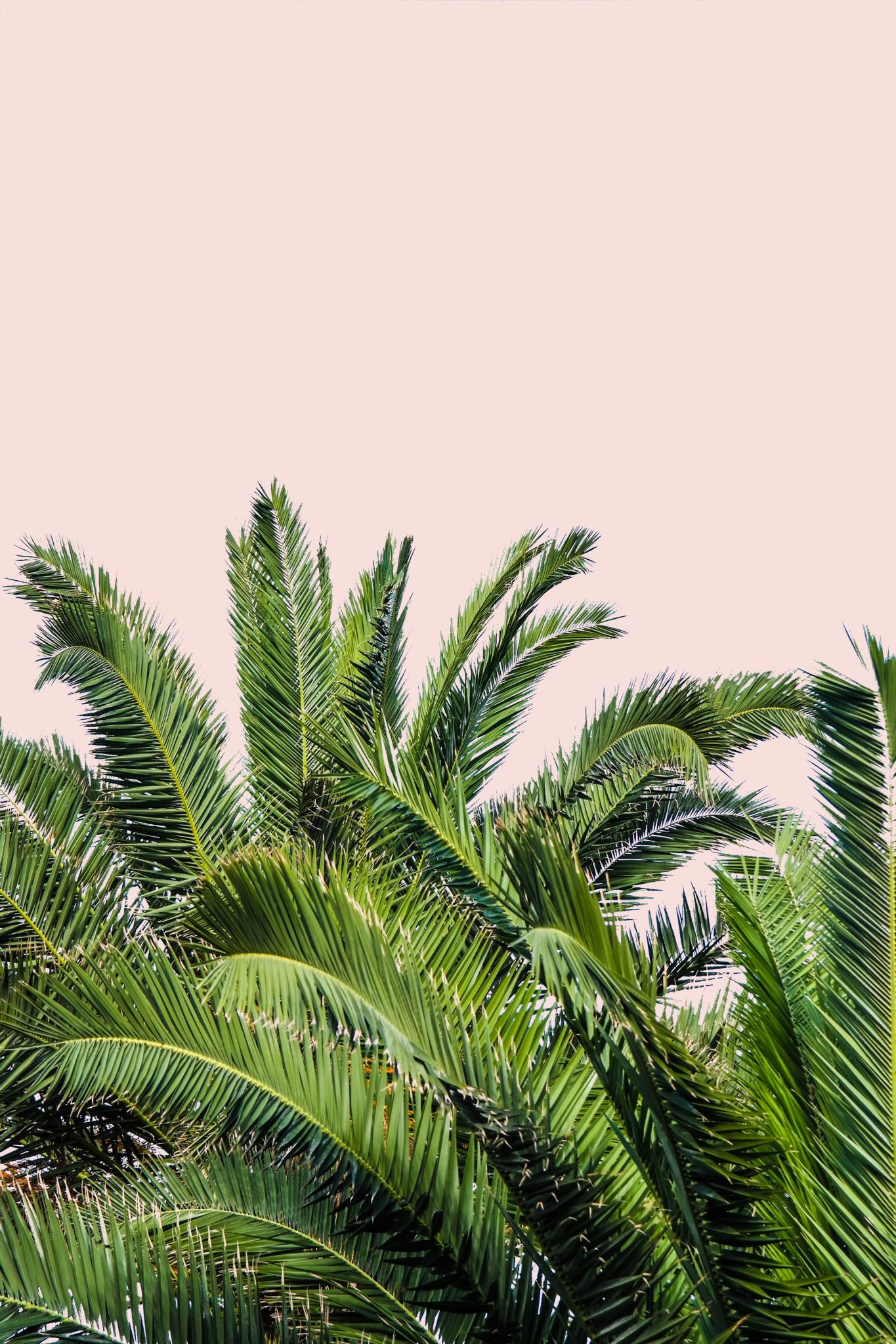 Tropical Leaves On Blush Ii By Acosta (Small)(Framed) Giclee Canvas