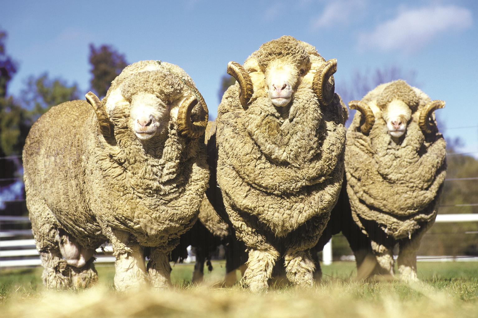 Three Rams By Classy Art (Framed)(Small) Giclee Canvas