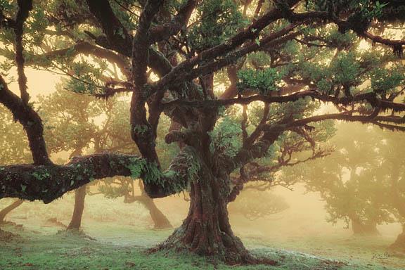 Tree Dreams By Martin Podt (Framed)(Small) Giclee Canvas