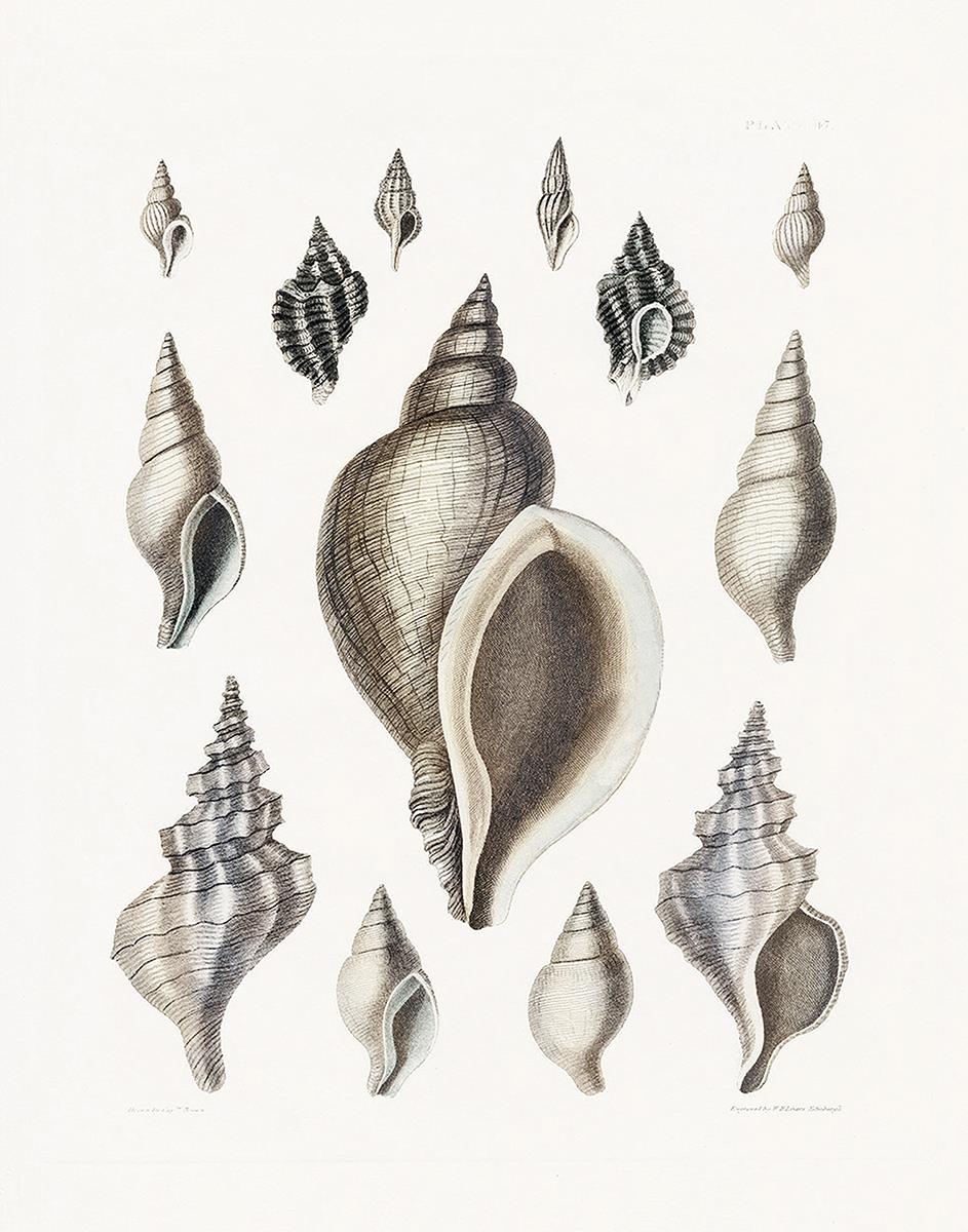 Vintage Shell Ii By Kelly Donovan (Framed)(Small) Giclee Canvas