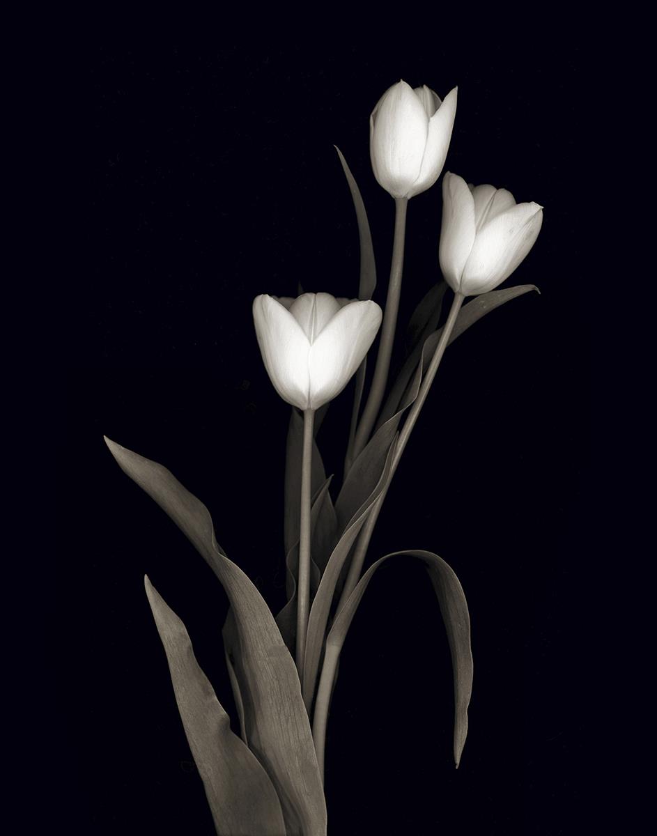 Tulip Pose I By Danita Delimont (Framed)(Small) Giclee Canvas
