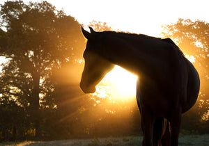 Horse Silhoutte (Small) Giclee Canvas
