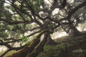 Tentacles By Martin Podt (Small) Giclee Canvas
