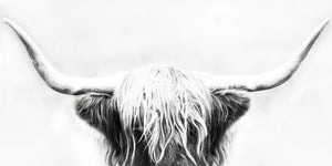 Longhorn By Danita Delimont (Small) Giclee Canvas