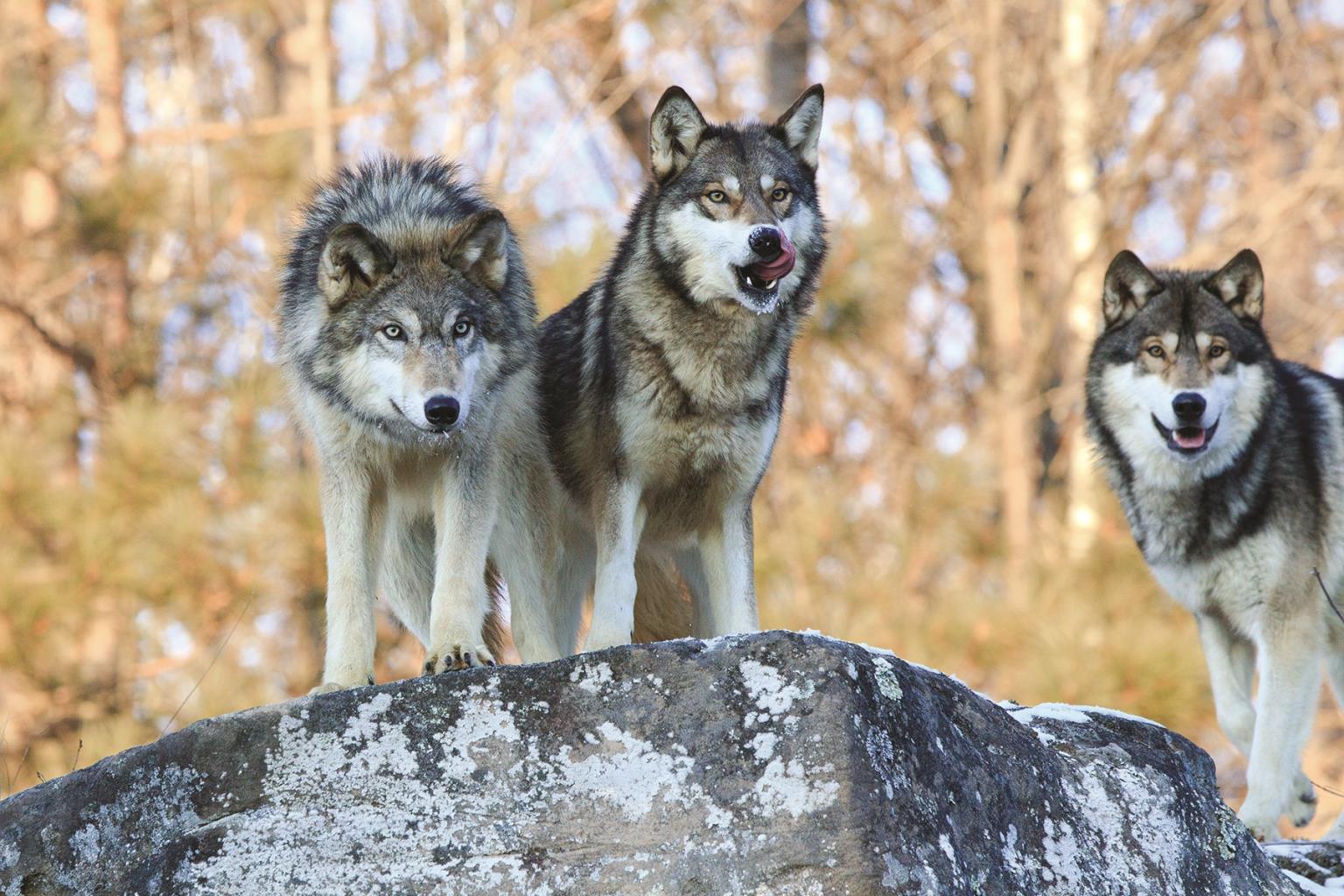 Three Wolves By Classy Art (Small) Giclee Canvas
