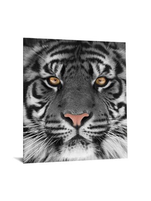 Temp Glass W/Foil - White Tiger Tempered Glass