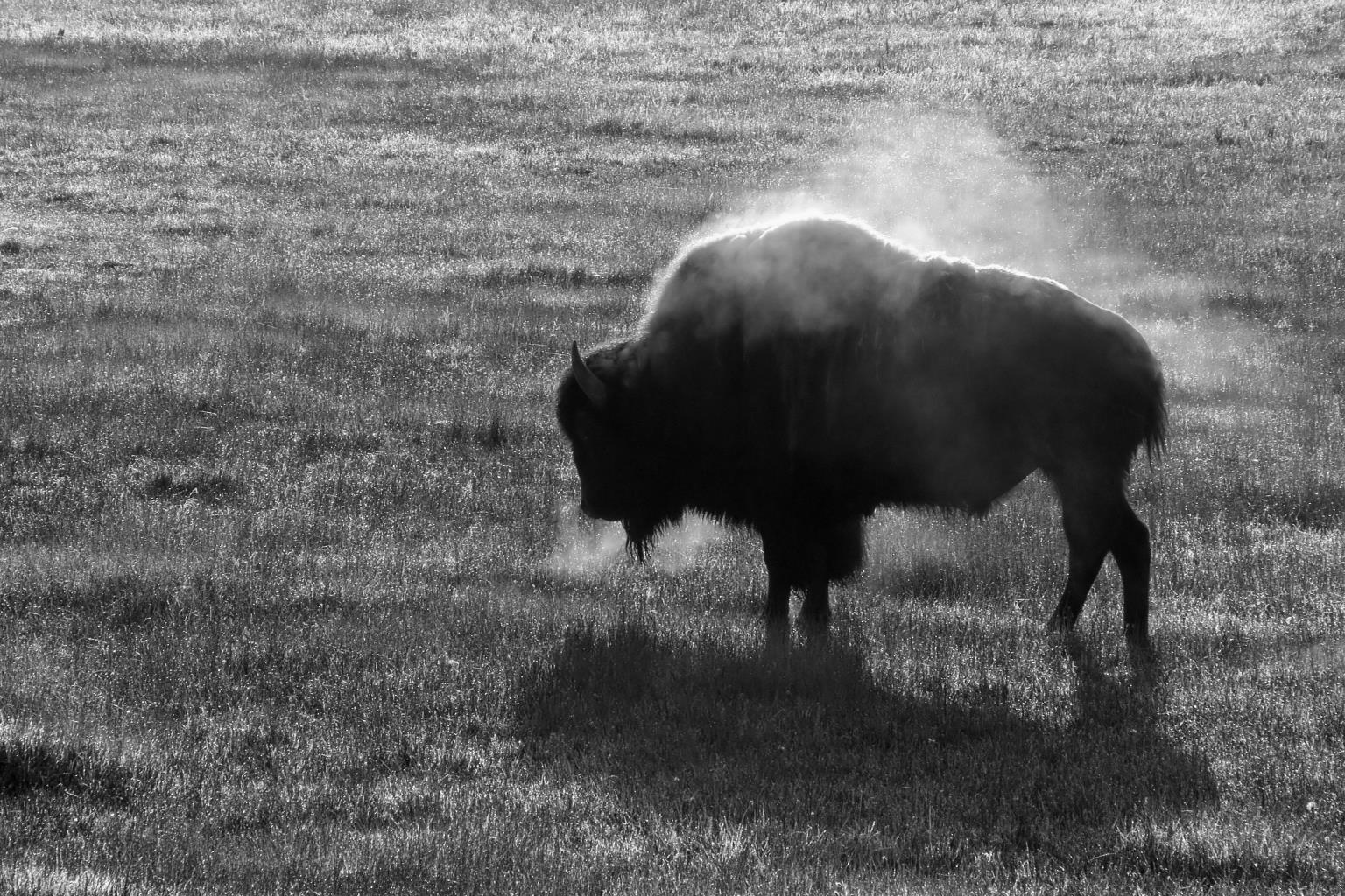 Tempered Glass - B&W Buffalo Tempered Glass