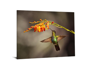 Temp Glass W/Foil - Hummingbird Tempered Glass