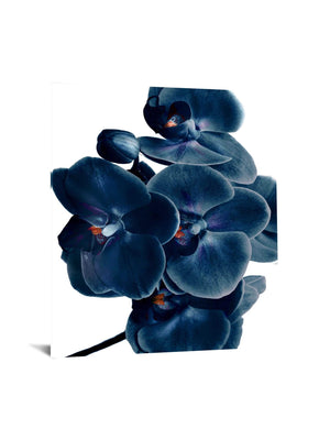 Temp Glass W/Foil - Blue Orchid Tempered Glass