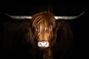 Temp Glass W/ Foil - Highland Cow On Black Tempered Glass