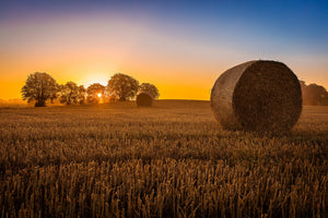 Temp Glass W/ Foil - Hay Bale Tempered Glass