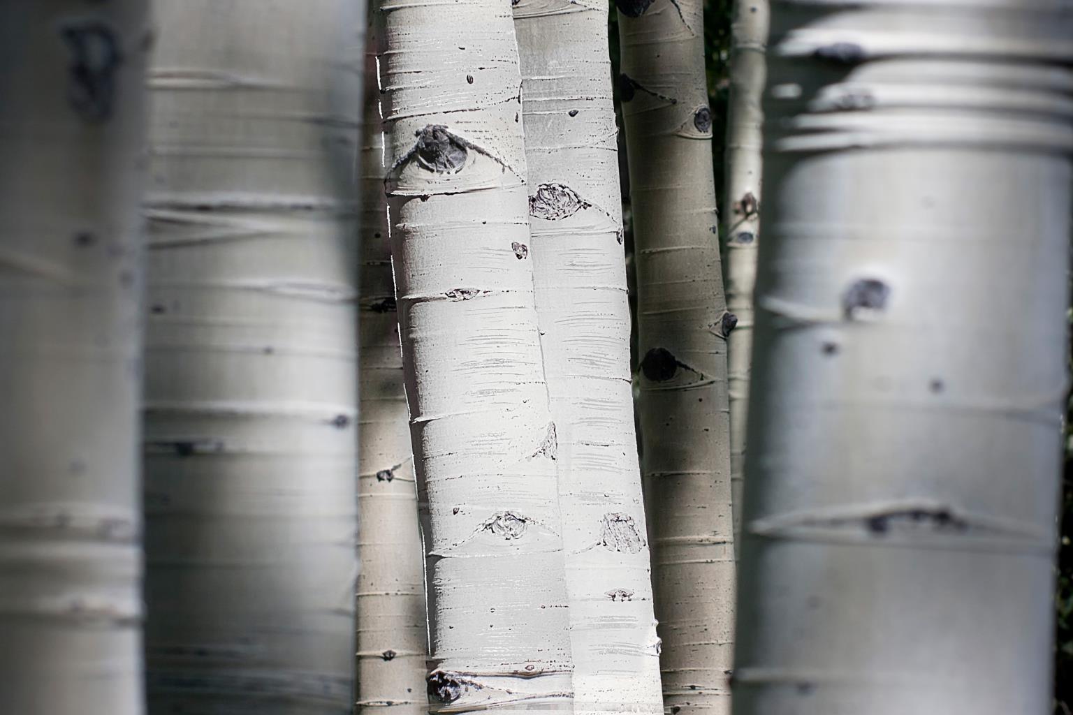Tempered Glass W/ Foil - Aspen Trunks Tempered Glass