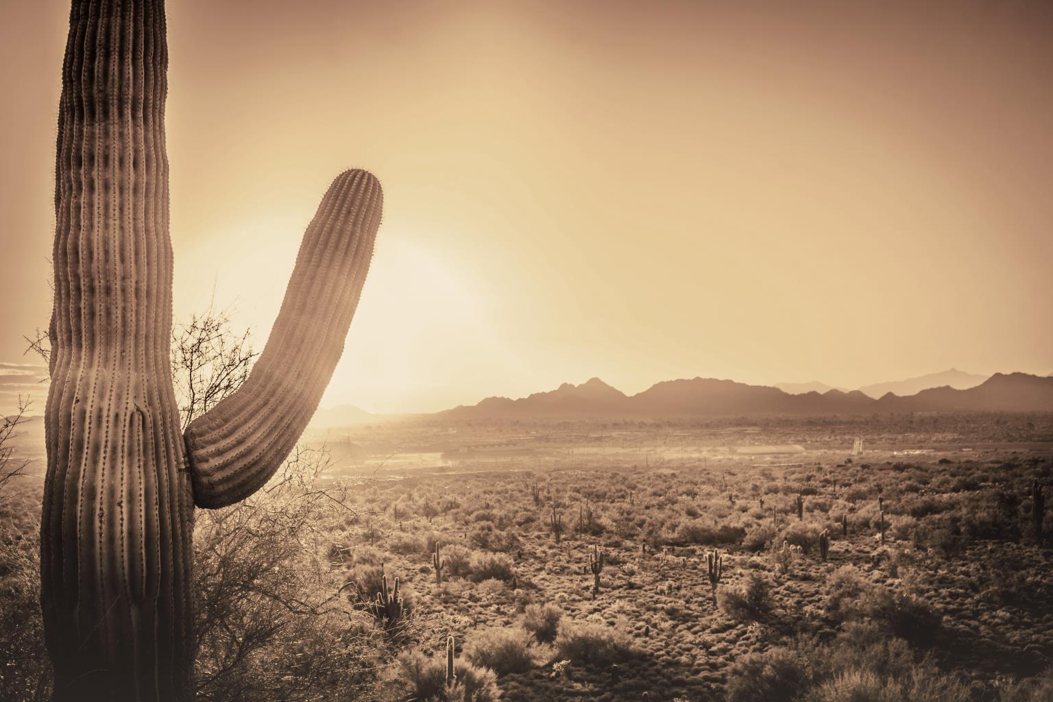 Tempered Glass Sepia Desert Cactus Tempered Glass