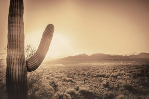 Tempered Glass Sepia Desert Cactus Tempered Glass