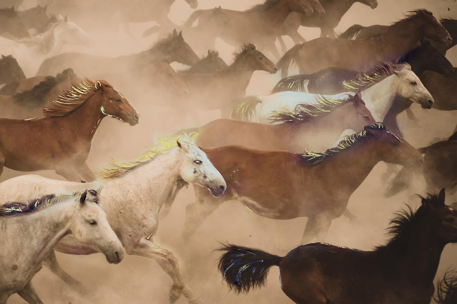 Tempered Glass W/ Foil - Wild Horses Tempered Glass