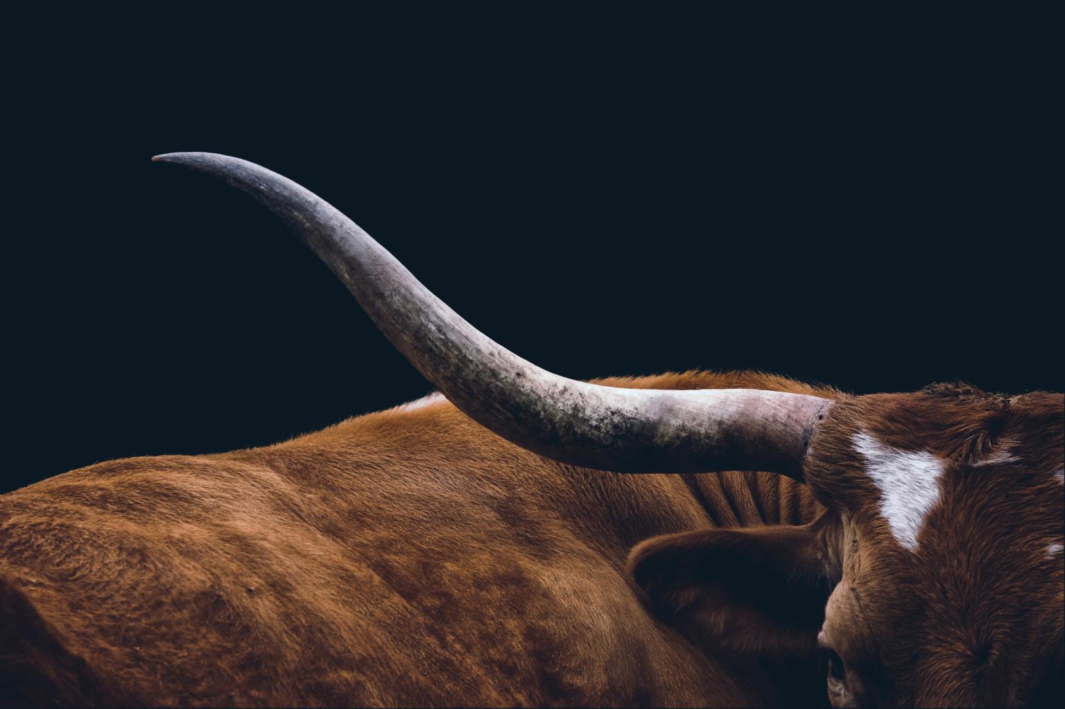Tempered Glass - Texas Longhorn Tempered Glass