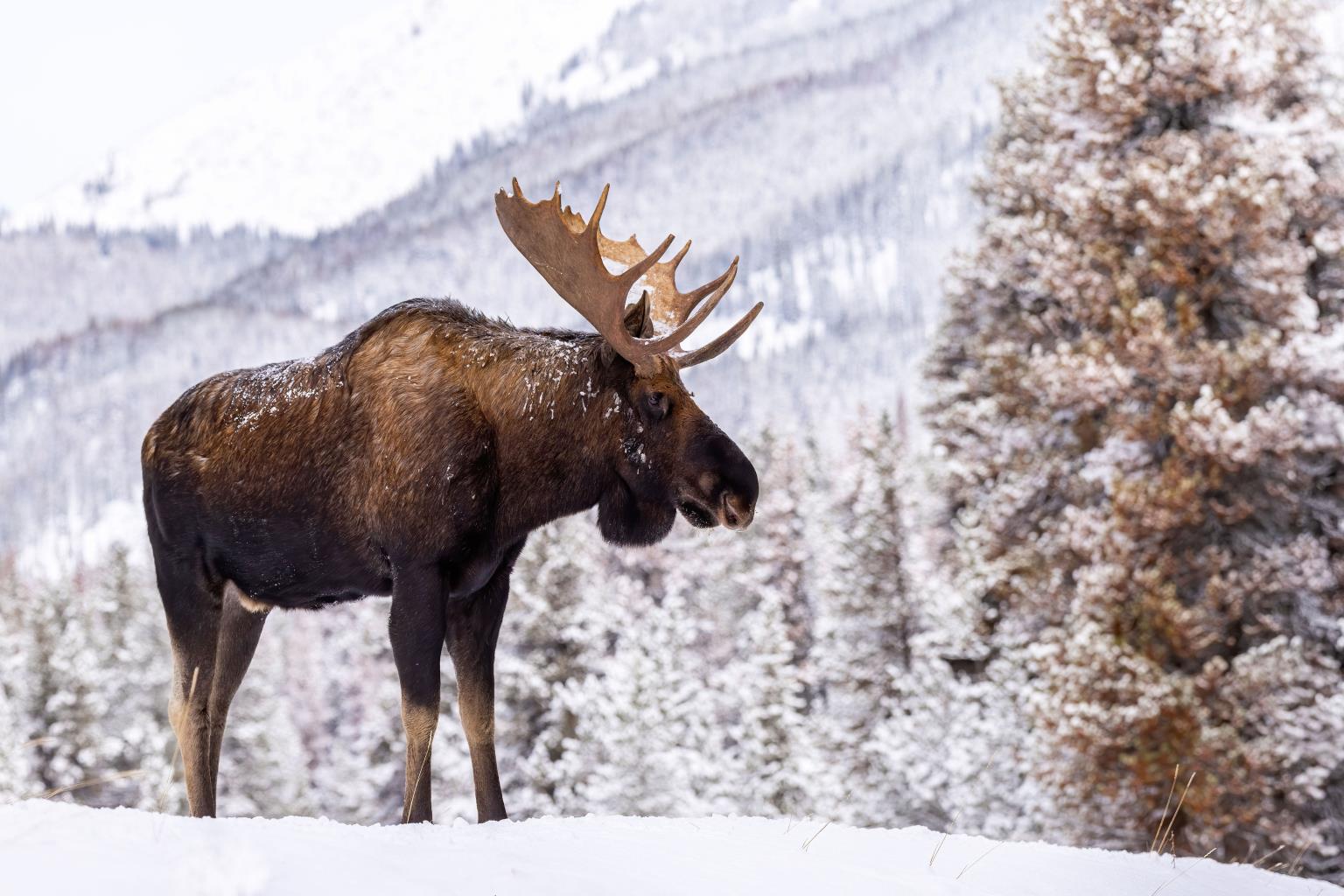 Tempered Glass - Moose In Snow Tempered Glass