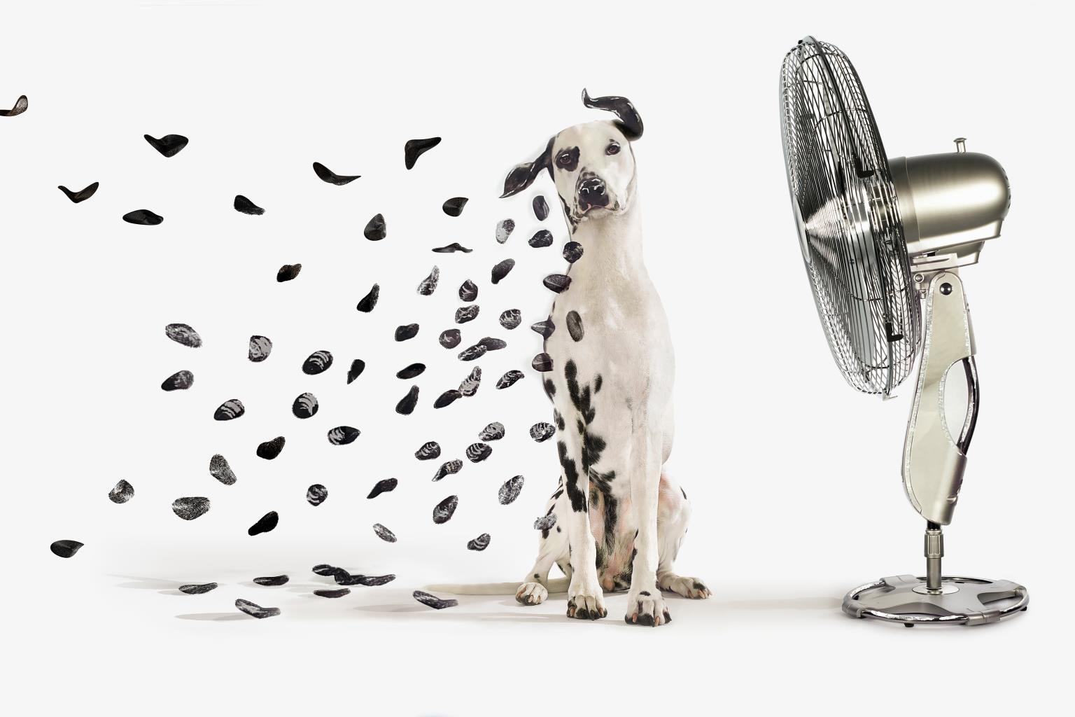 Tempered Glass W/ Foil - Dalmation Tempered Glass