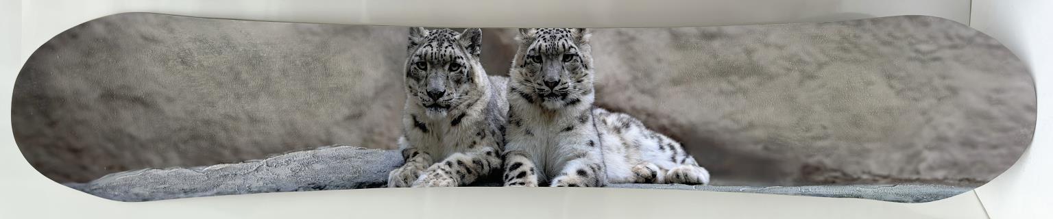 Snowboard - Cats Mixed Media