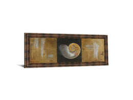 Seashells Ii By Patricia Pinto 18X42 Framed Print