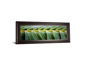 Palma I By Susan Bryant 18X42 Framed Print