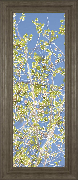 Spring Poplars Ii By Sharon Chandler 18X42 Framed Print