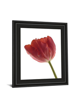 Red Tulip By Art Photo Pro 22X26 Framed Print