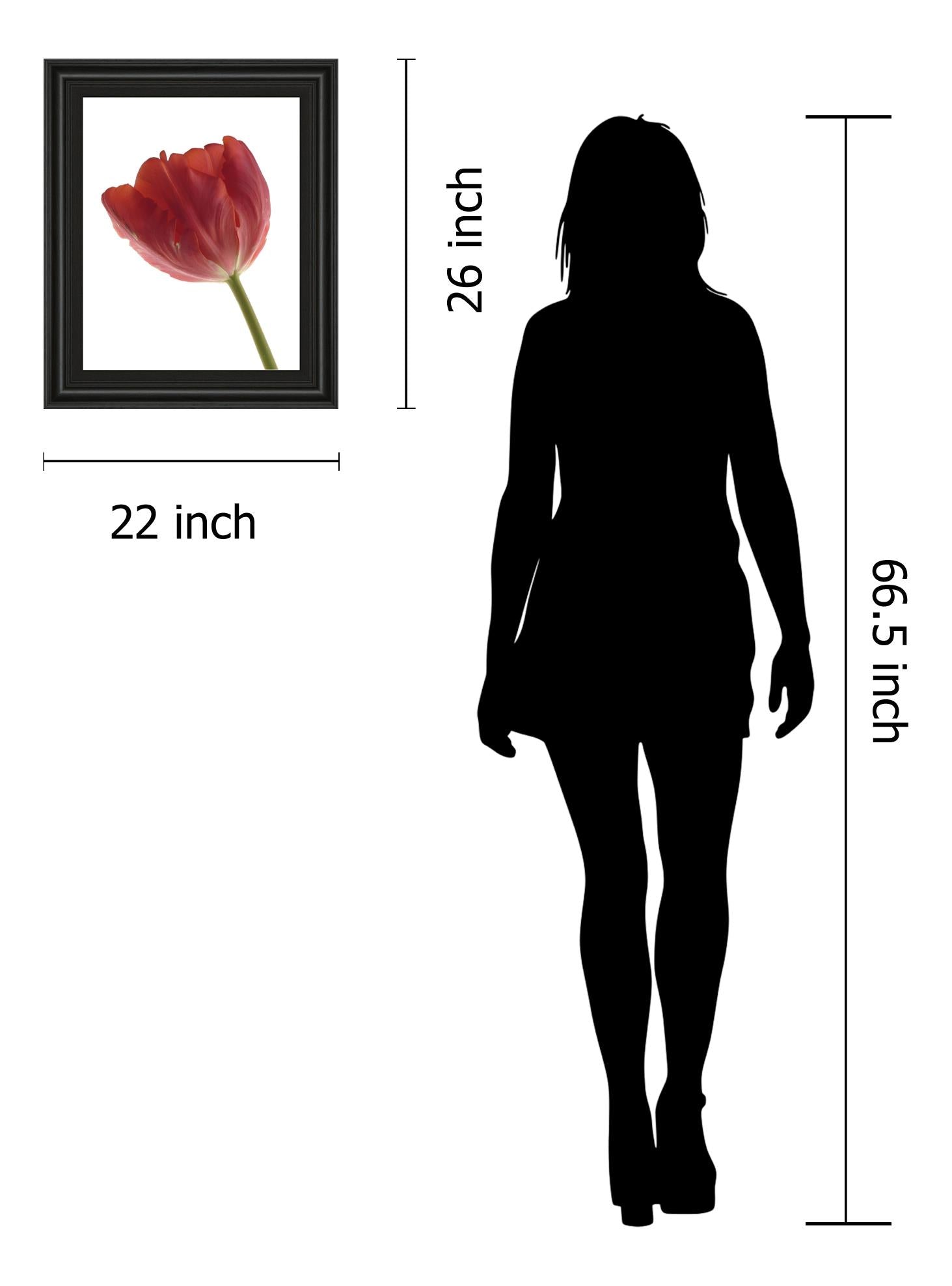 Red Tulip By Art Photo Pro 22X26 Framed Print