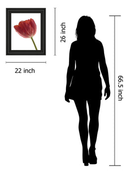 Red Tulip By Art Photo Pro 22X26 Framed Print