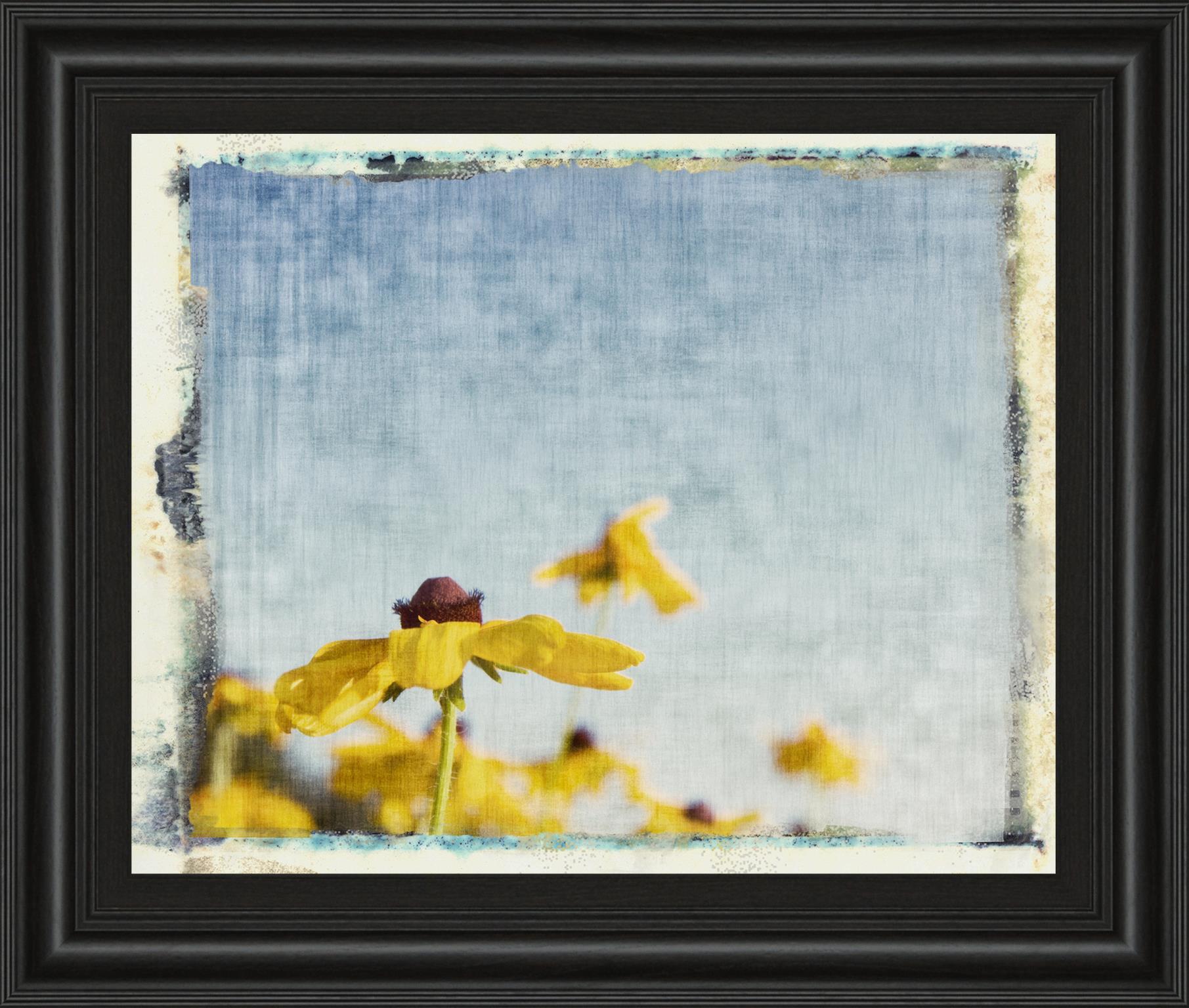 Blackeyed Susans I By Meghan Mc Sweeney 22X26 Framed Print