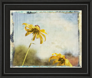 Blackeyed Susan Ii By Meghan Mcsweeney 22X26 Framed Print