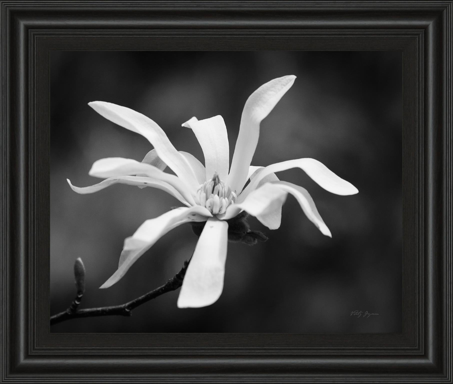Magnolia Dreams I By Geyman Vitaly 22X26 Framed Print