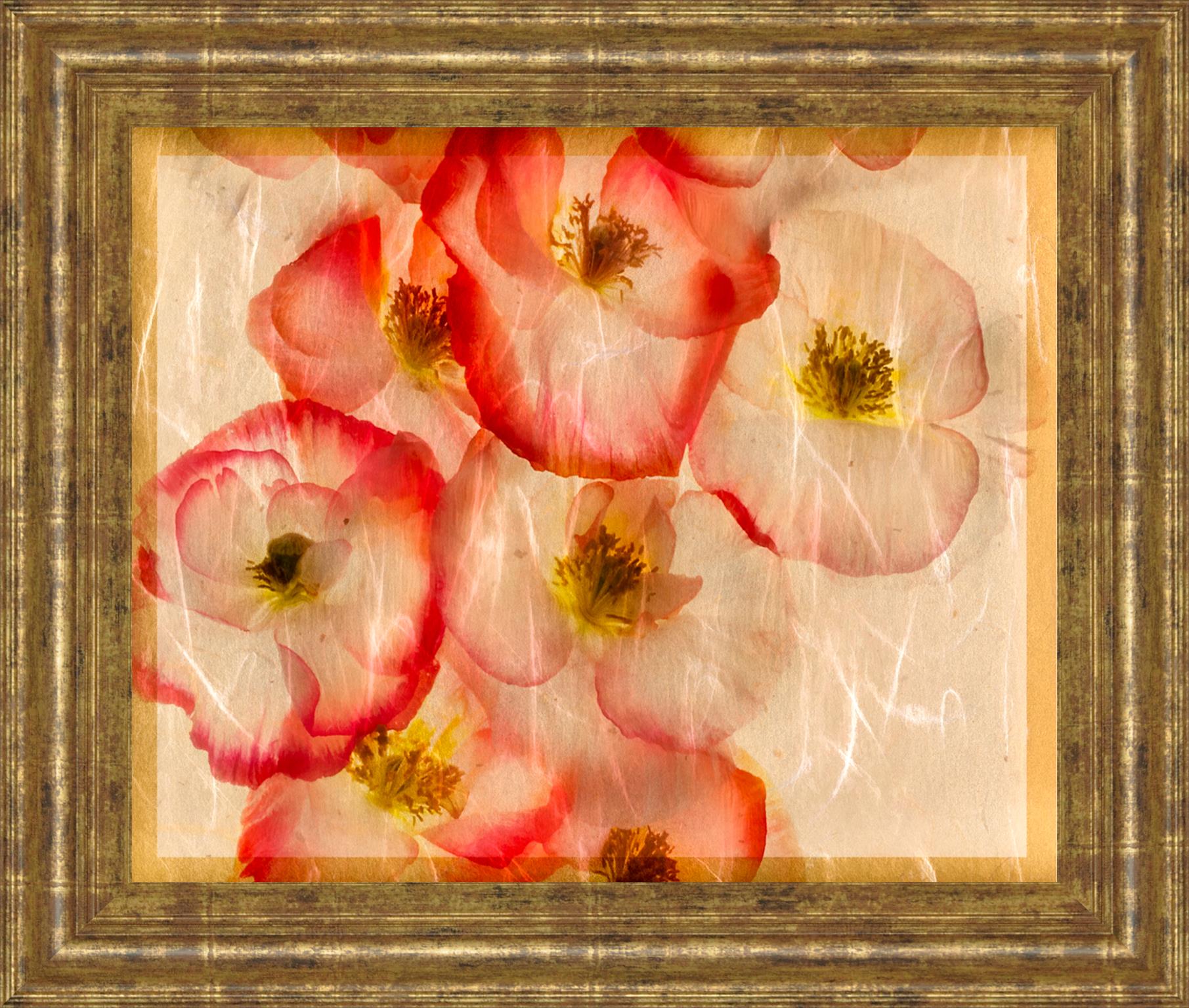 Papaver Dreams Iii By Harold Davis 22X26 Framed Print