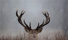 ***Monl*** Pick A Boo By Waleed Giclee Canvas