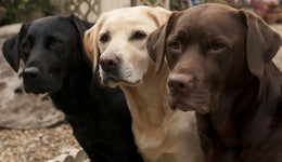 Three Shades Of Loyalty Giclee Canvas