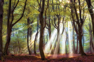***Monl*** Majestic Morning By Lars Van De Goor Giclee Canvas