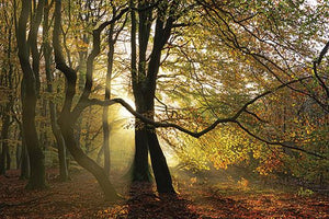 ***Monl*** Share This Dance With Me By Lars Van De Goor Giclee Canvas