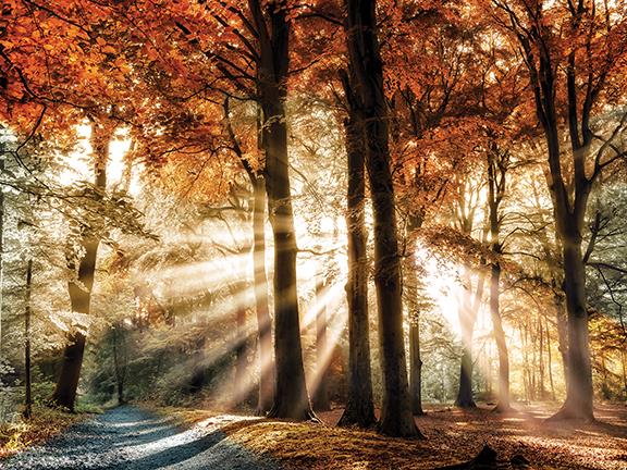 Dreaming In By Lars Van De Goor Giclee Canvas