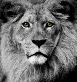 Stunning King Giclee Canvas