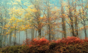Beeches In The Mist By Lars Van De Goor Giclee Canvas