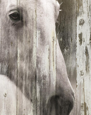 Contemplation By Carol Robinson Giclee Canvas